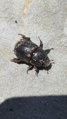 Euetheola