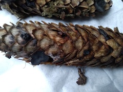 Piceomphale bulgarioides