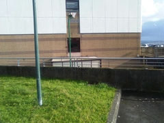 Phoenicurus ochruros