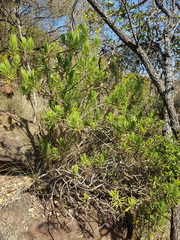 Senecio barbertonicus