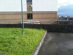 Phoenicurus ochruros