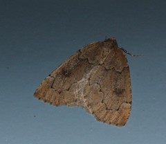 Spodolepis substriataria