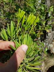 Senecio barbertonicus