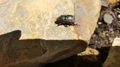 Euetheola