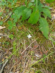 Houstonia caerulea
