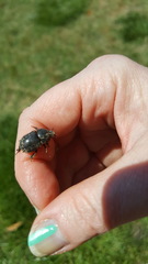Euetheola