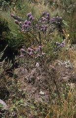 Amphithalea imbricata