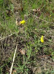 Ranunculus polyrhizos
