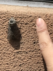 Prionoxystus macmurtrei