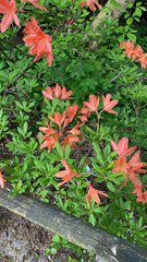 Rhododendron calendulaceum