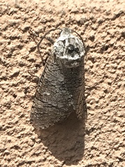 Prionoxystus macmurtrei