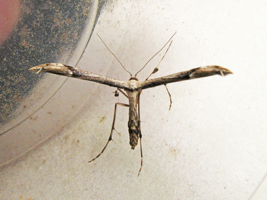 Dusky Plume Moth