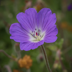 Geranium brycei