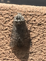 Prionoxystus macmurtrei