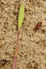 Phleum arenarium