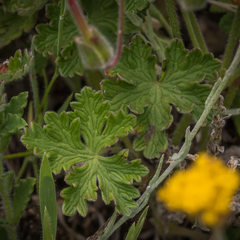 Geranium brycei