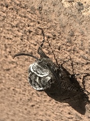 Prionoxystus macmurtrei