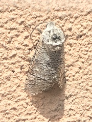 Prionoxystus macmurtrei