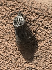 Prionoxystus macmurtrei