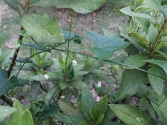 Zehneria japonica