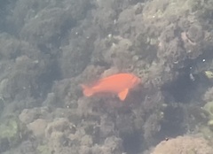 Hypsypops rubicundus