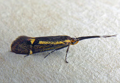 Esperia sulphurella