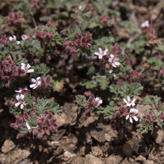 Pelargonium capituliforme