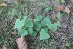 Zehneria japonica