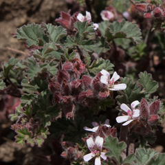 Pelargonium capituliforme