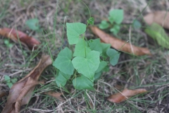 Zehneria japonica