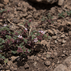Pelargonium capituliforme