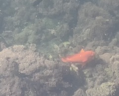 Hypsypops rubicundus