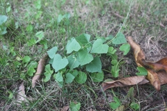 Zehneria japonica