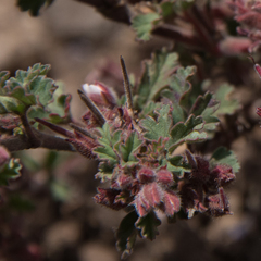 Pelargonium capituliforme