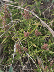 Amaranthus muricatus
