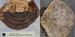 Fomitopsis hemitephra