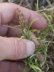 Amaranthus muricatus
