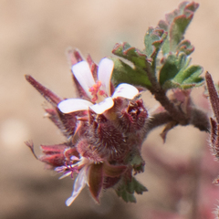 Pelargonium capituliforme