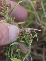 Amaranthus muricatus
