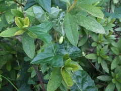 Zehneria japonica