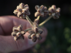 Daucus pumilus