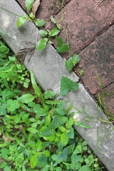 Zehneria japonica