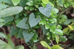 Zehneria japonica