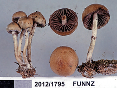 Psilocybe alutacea