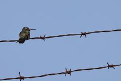 Cynanthus latirostris
