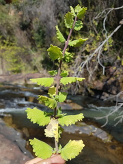 Tetradenia brevispicata