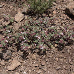 Pelargonium capituliforme