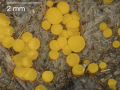 Cheilymenia raripila
