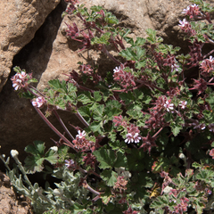 Pelargonium capituliforme