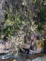 Tetradenia brevispicata